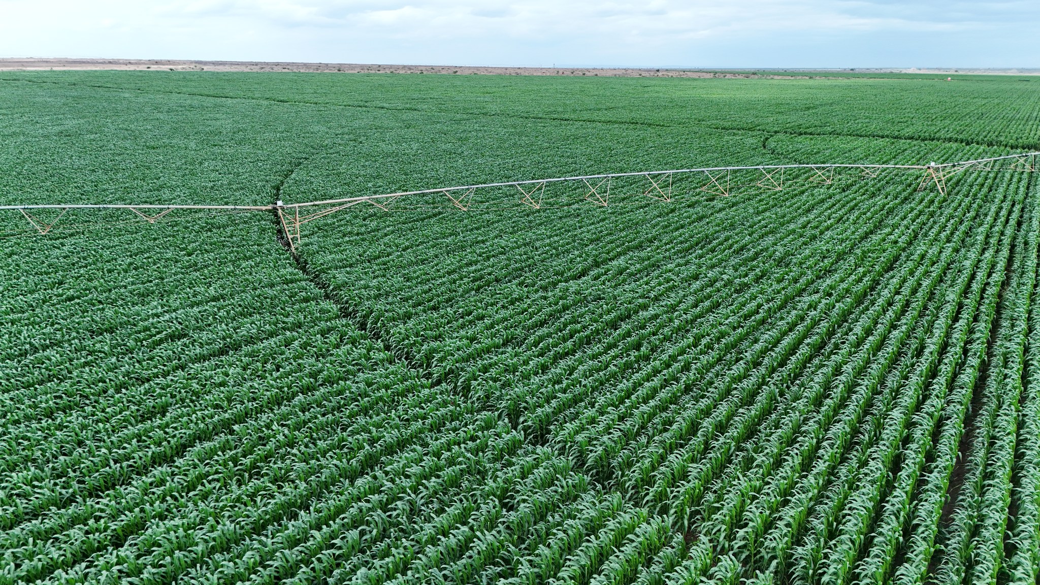 14-Pump Irrigation System Turns Arid Galana-Kulalu Into Kenya's New Food Basket